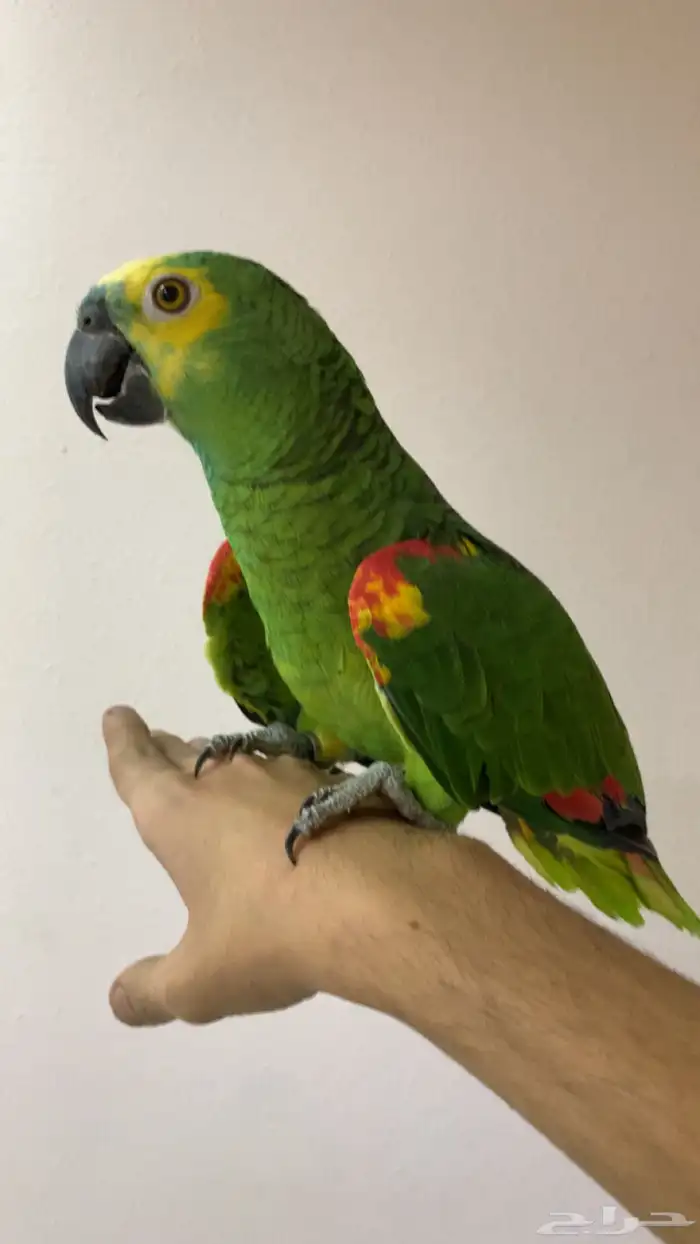 امزوني بلوفرنتد جاكو اليف . تم البيع 3