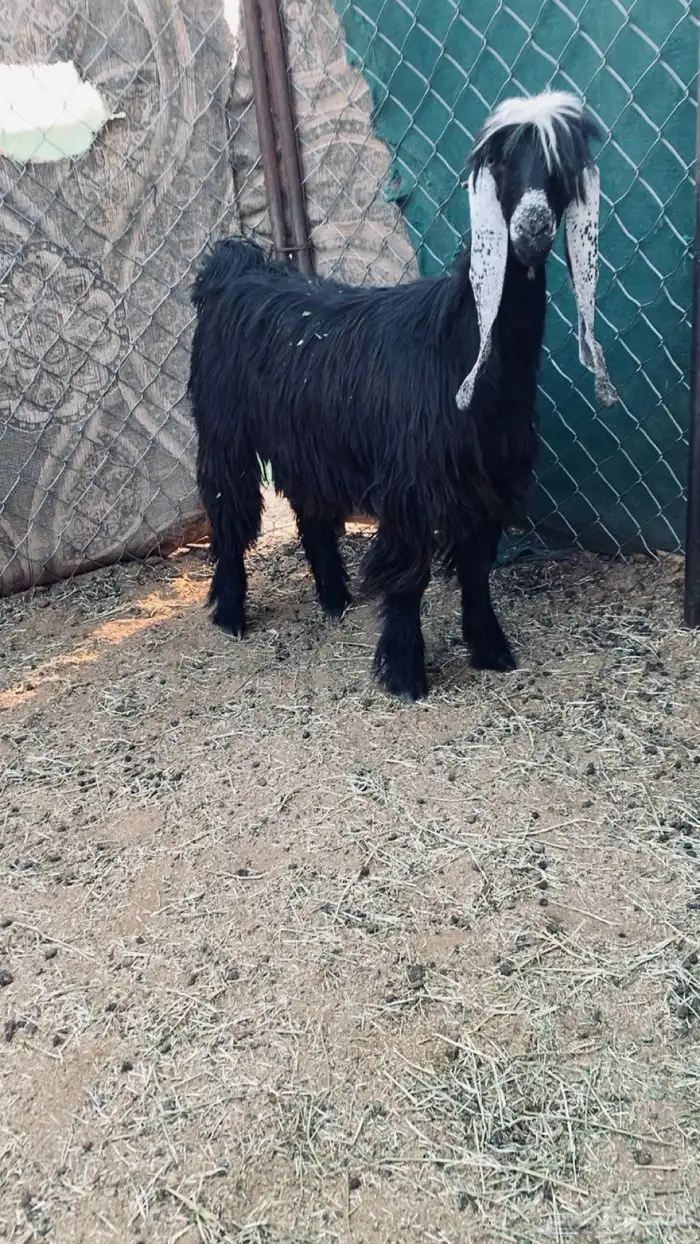 جذعه عارضيه صنف 1