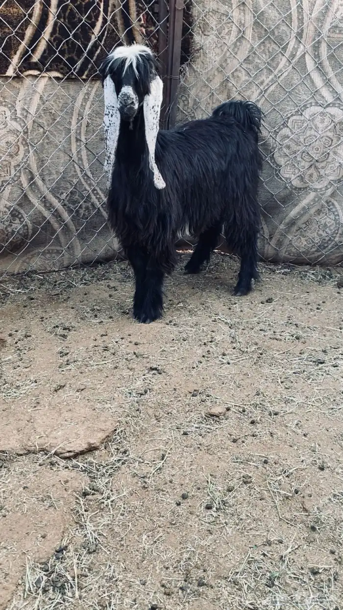 جذعه عارضيه صنف 2