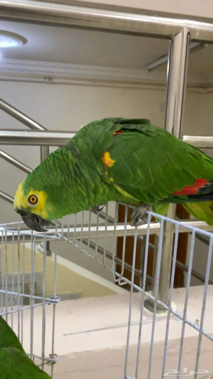 امزوني بلوفرنتد جاكو اليف . تم البيع 2