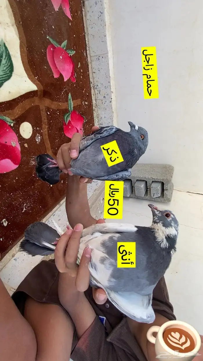 حمام زاجل لون نادر 2