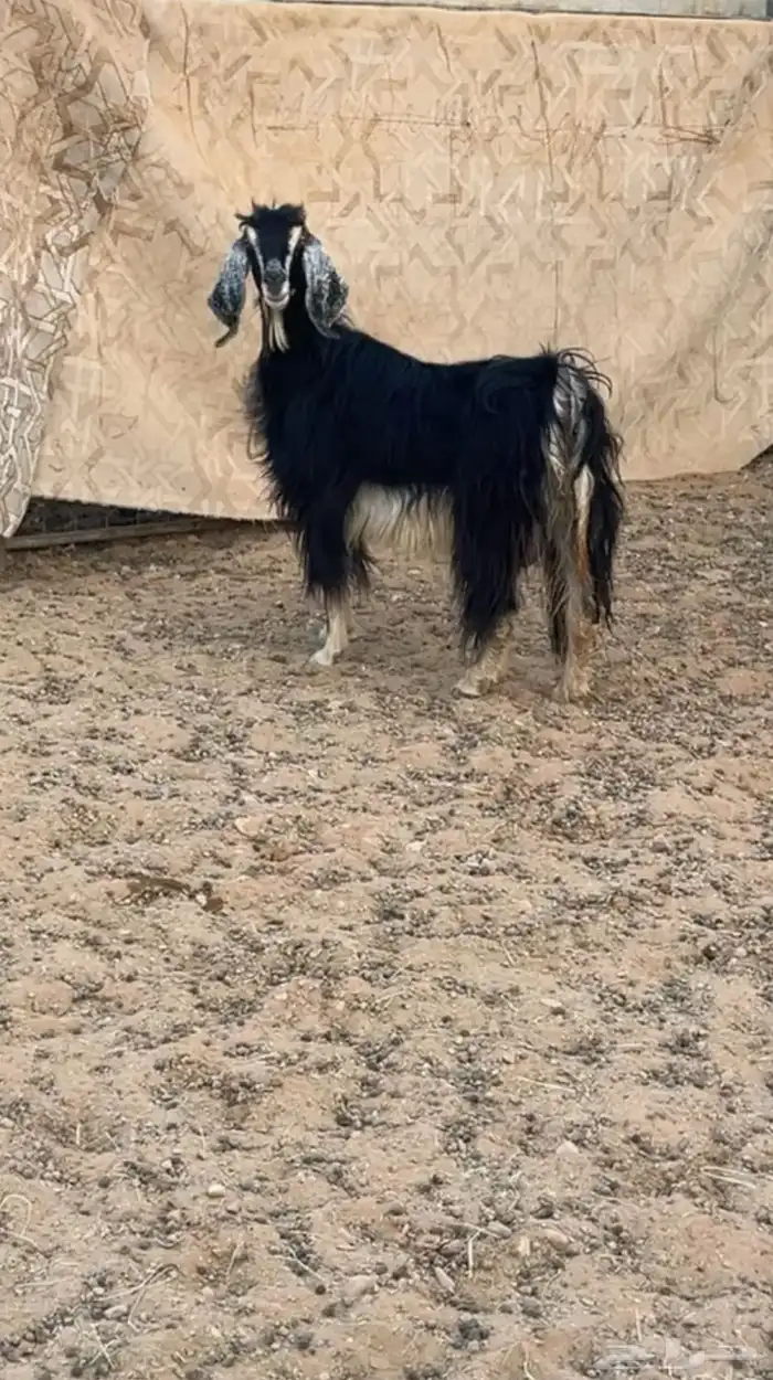 عنز عارضيه دافع 0