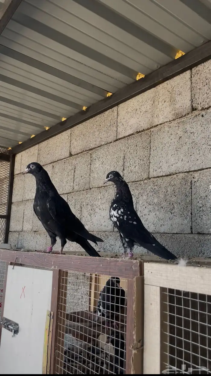 طبات رامبوري فواااخر ( تم البيع ) 0