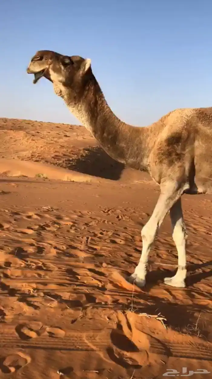 بعير باتلي 2