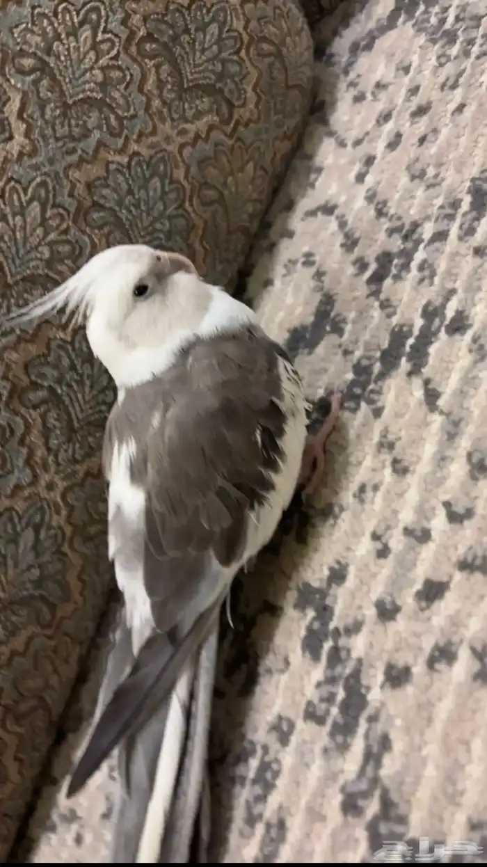 طير كروان 0