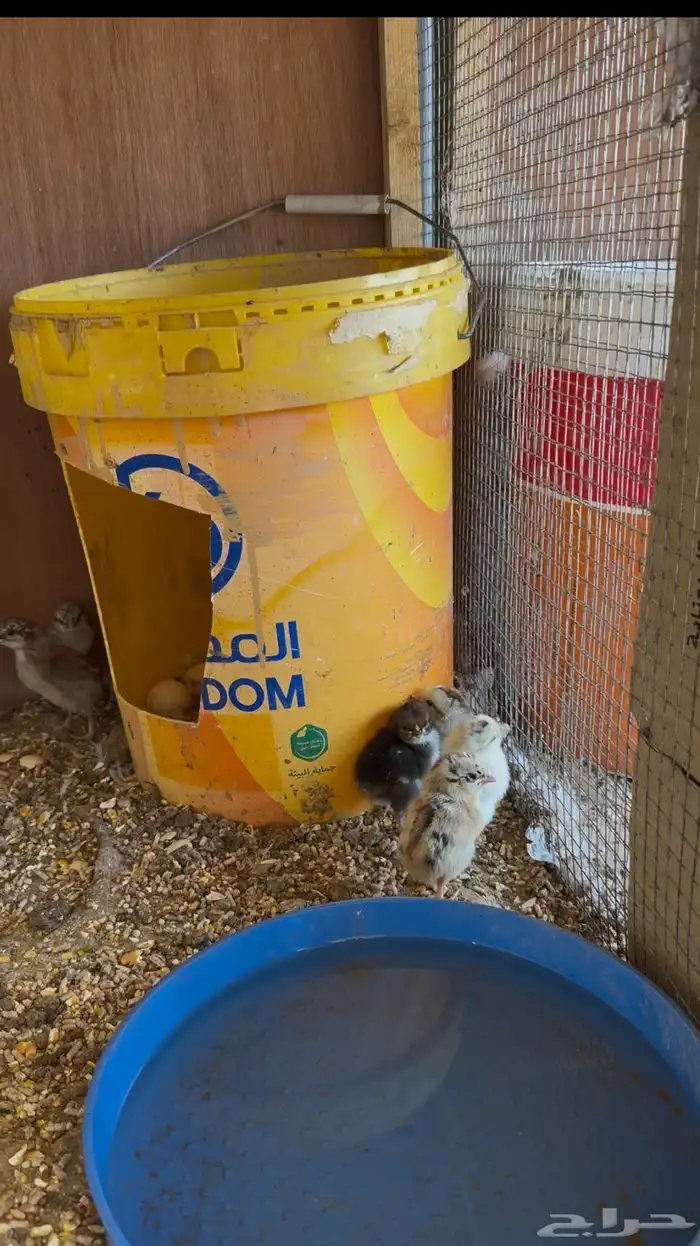 دجاجه مفرخه شرط 0