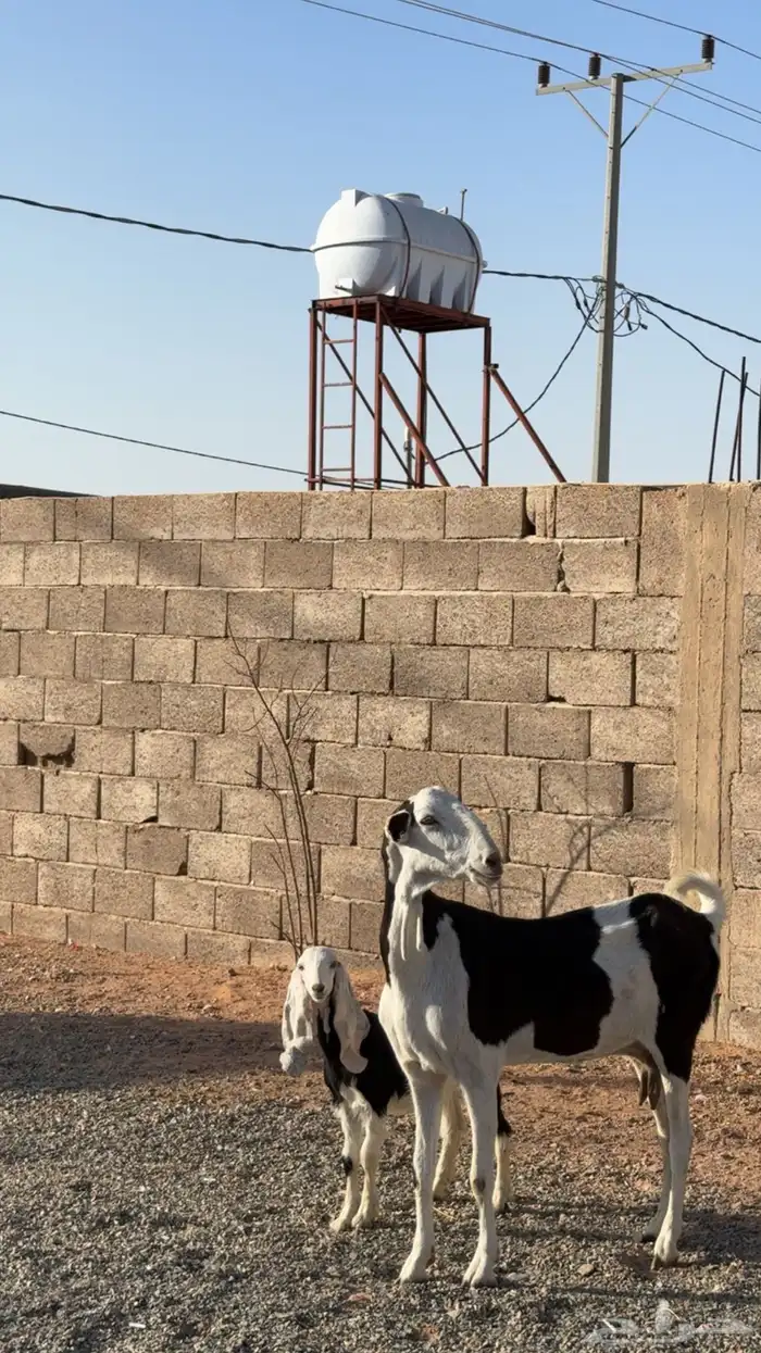 عنز هولنديه 1