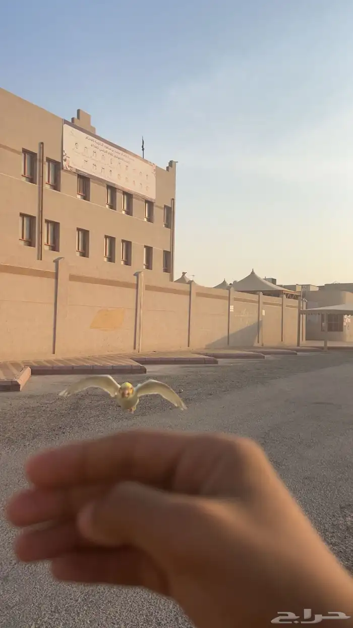 كروان اليف هدد خارجي بدايه كلام 5