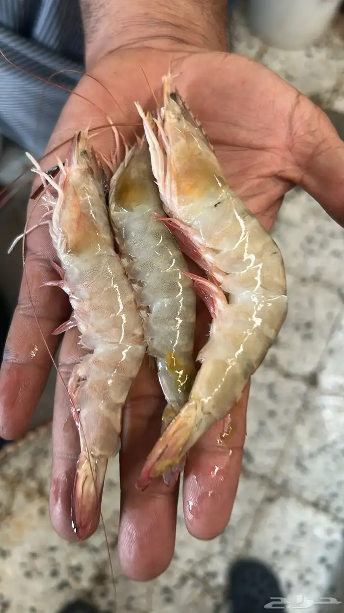 روبيان طازج بحري من الجبيل 7