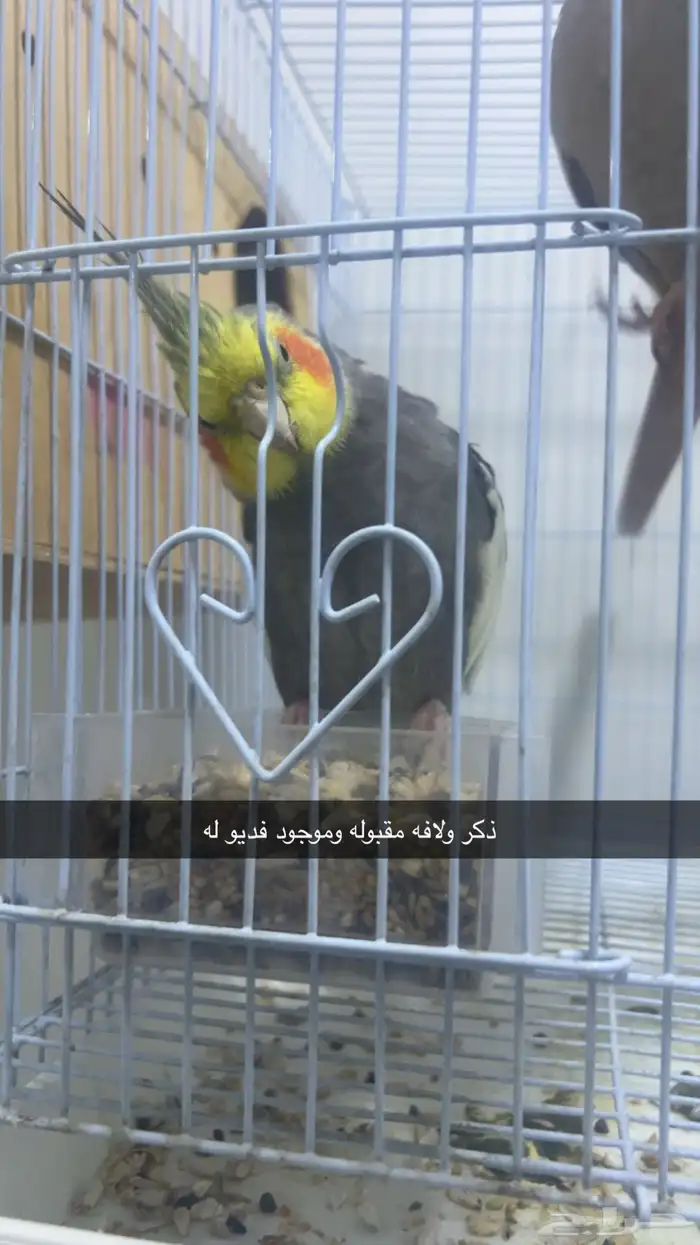 جوز كروان منتج على الشرط 1
