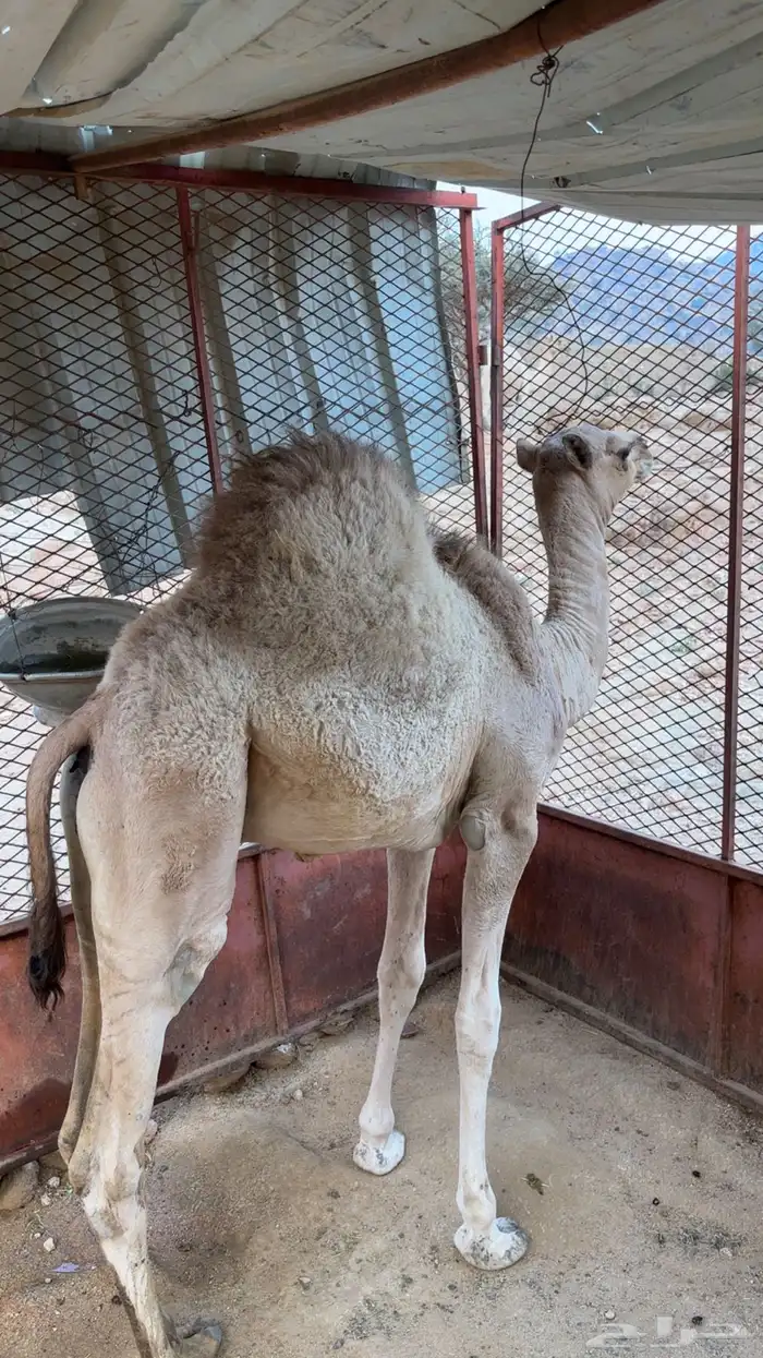 قعود حاشي 2