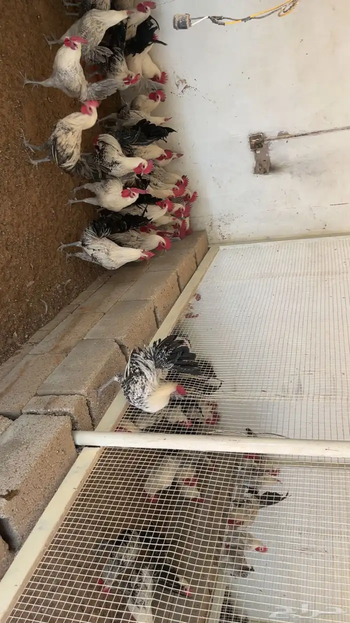 ديوك 1