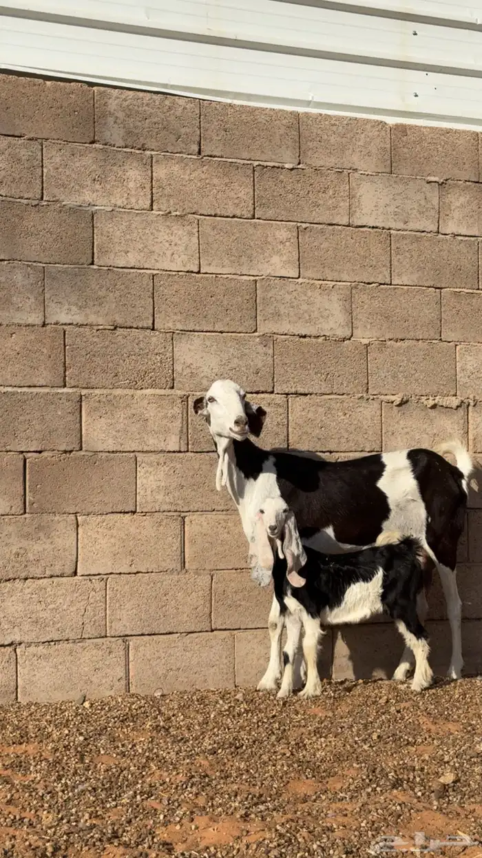 عنز هولنديه 2