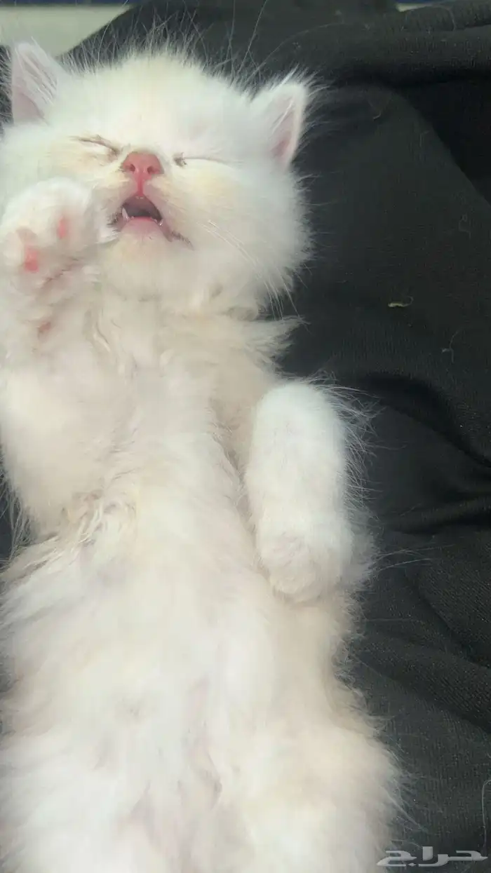 قط شيرازي ذكر عمره ثلاث اشهر تقريبا يحب يلعب 2