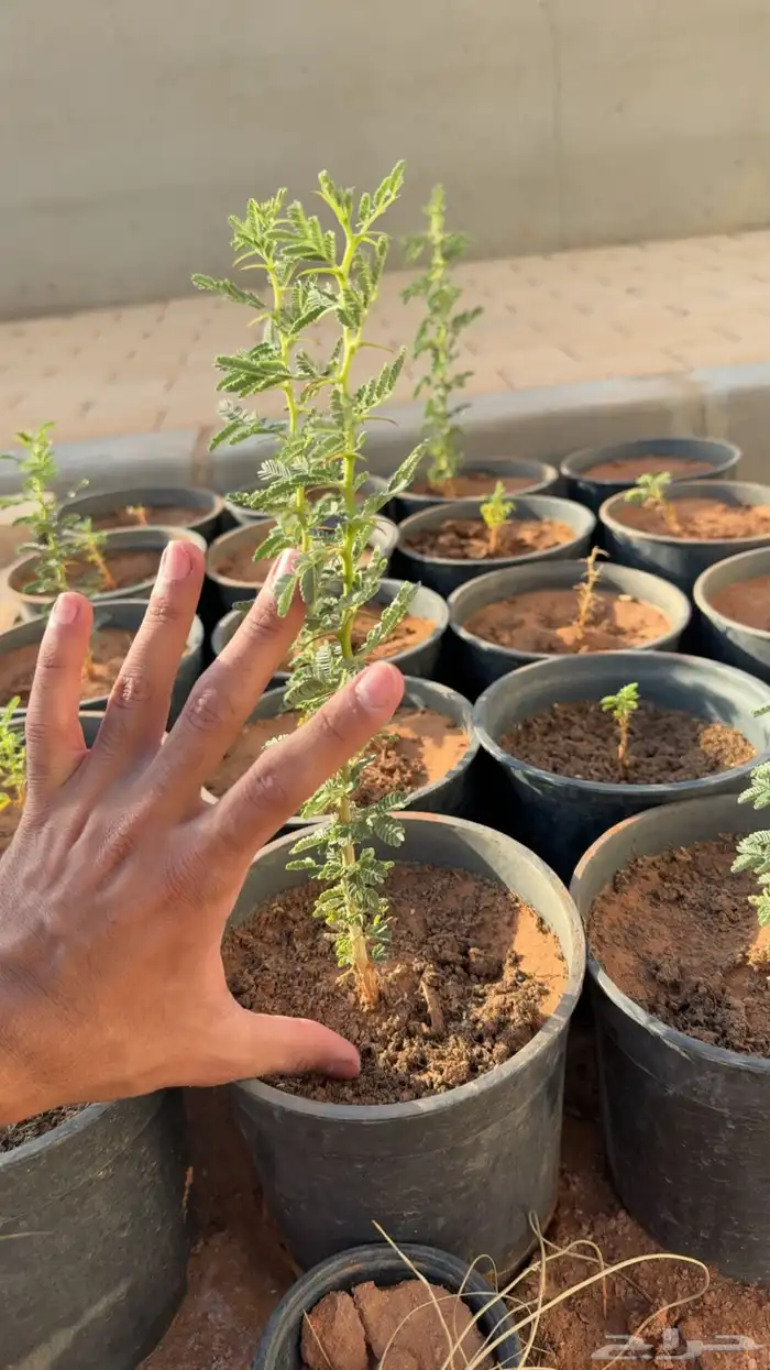 شتلات طلح نجدي 3