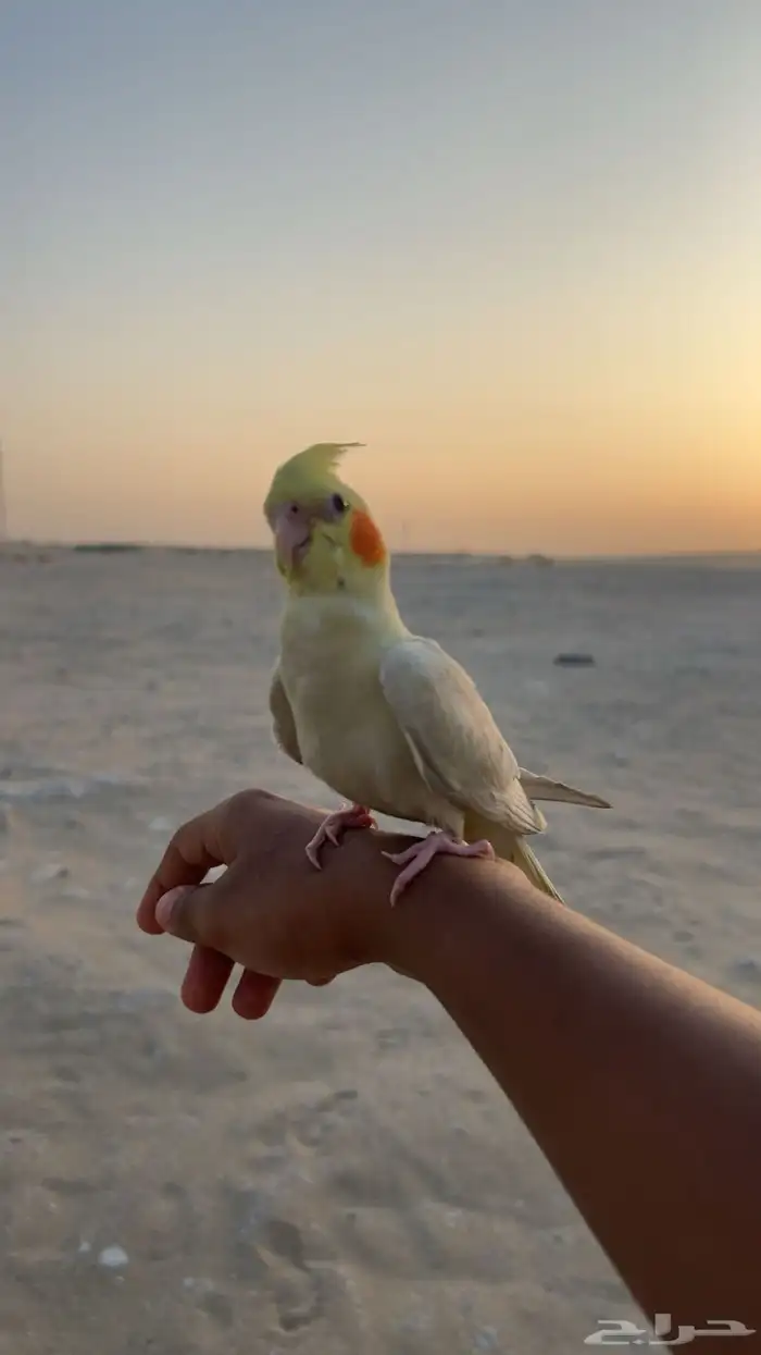 كروان اليف هدد خارجي بدايه كلام 6