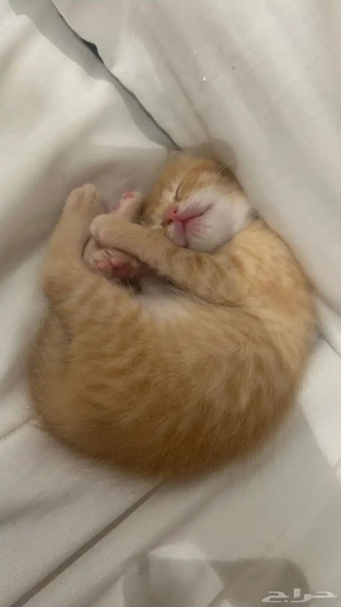 cat for sale 3