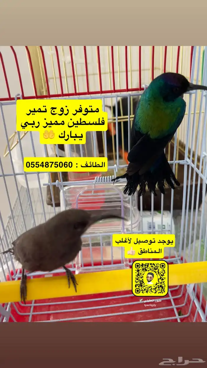 زوج تمير فلسطين ( طائر الشمس ) 1