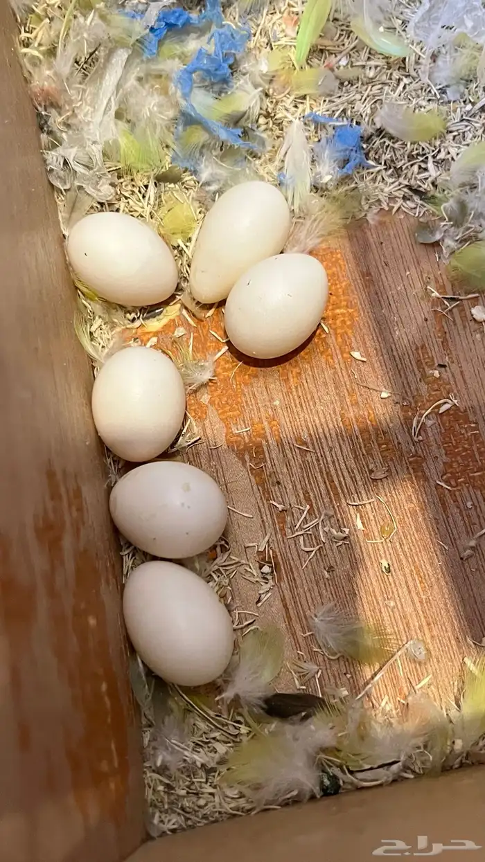 جوز روز منتج 5