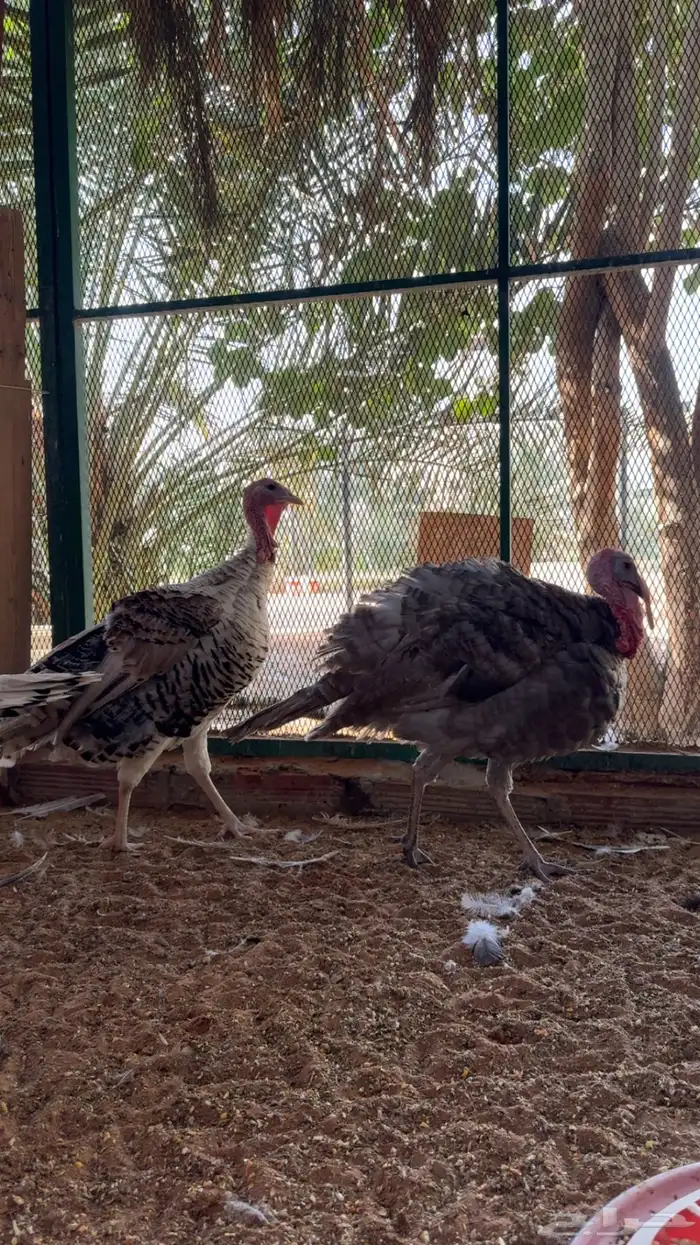 ديوك رومي 5