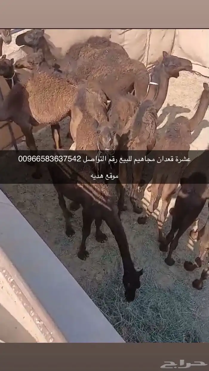 عشر قعدان عقاير 0