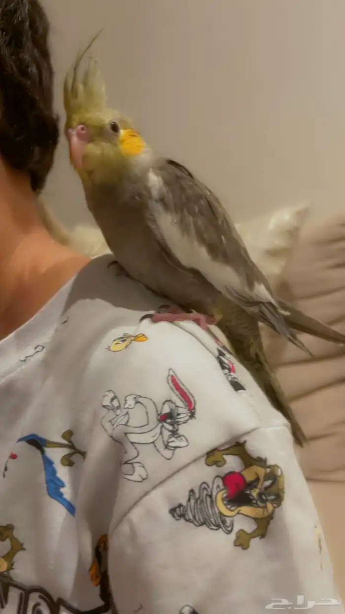 كروان أليف حمامه ومفطوم (محمية الوالد ابو علي) تم البيع 0