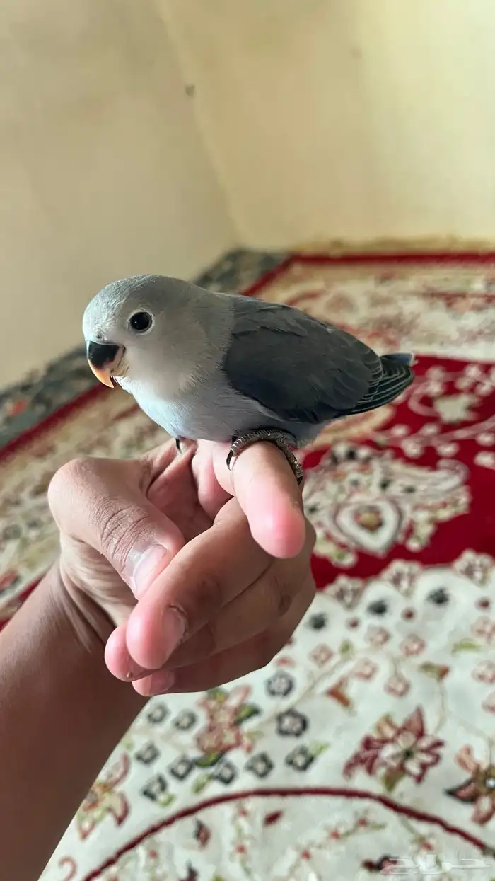 طير ببغاء روز اليف هدد نشششبه 0