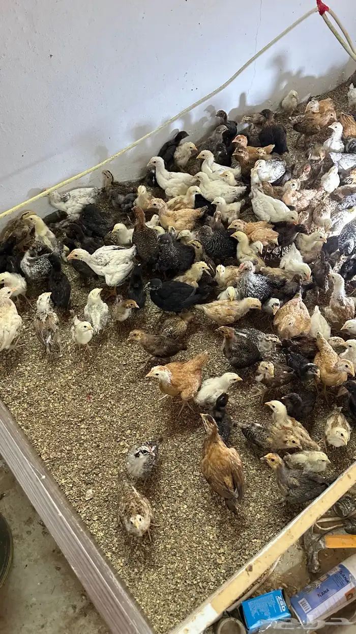 دجاج للبيع 5