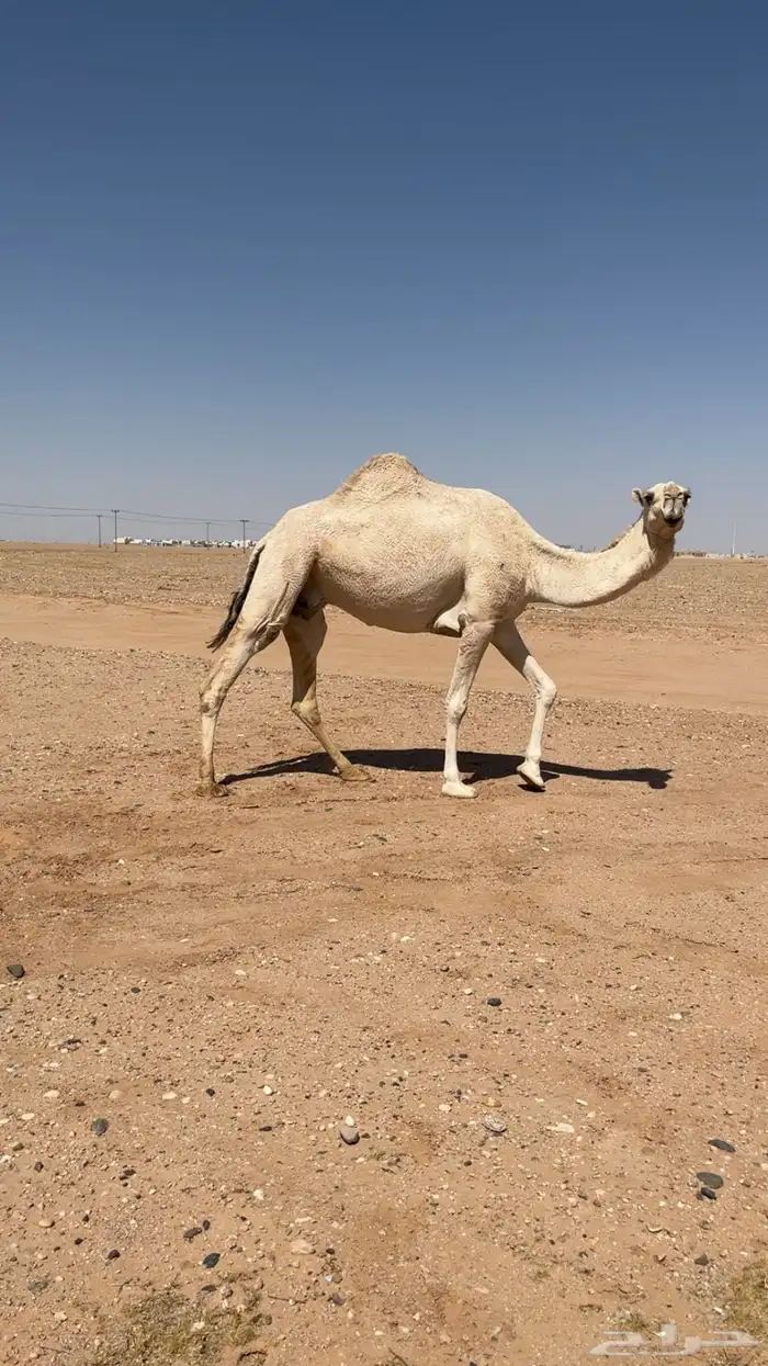 لقحه وضحا طيبه 2