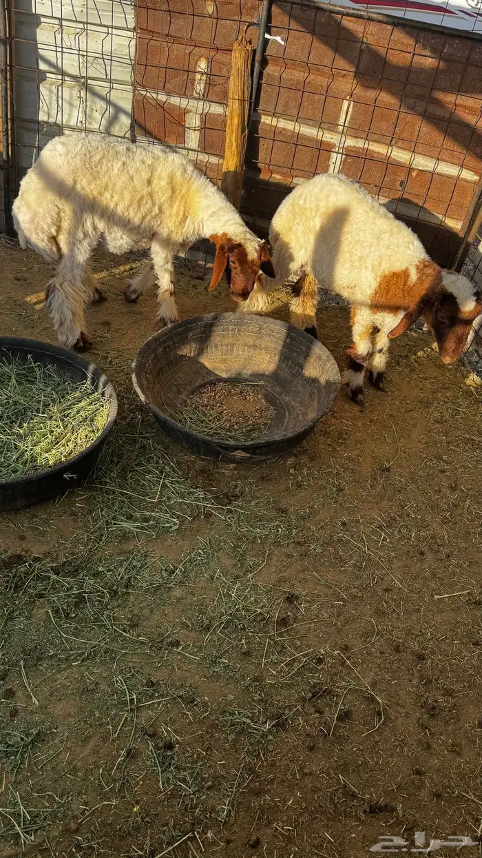 جذعات نعيم 1
