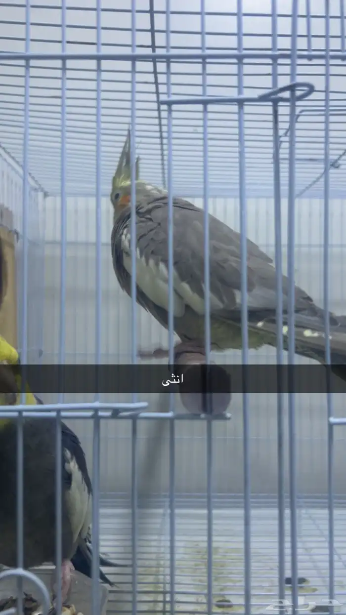 جوز كروان منتج على الشرط 2