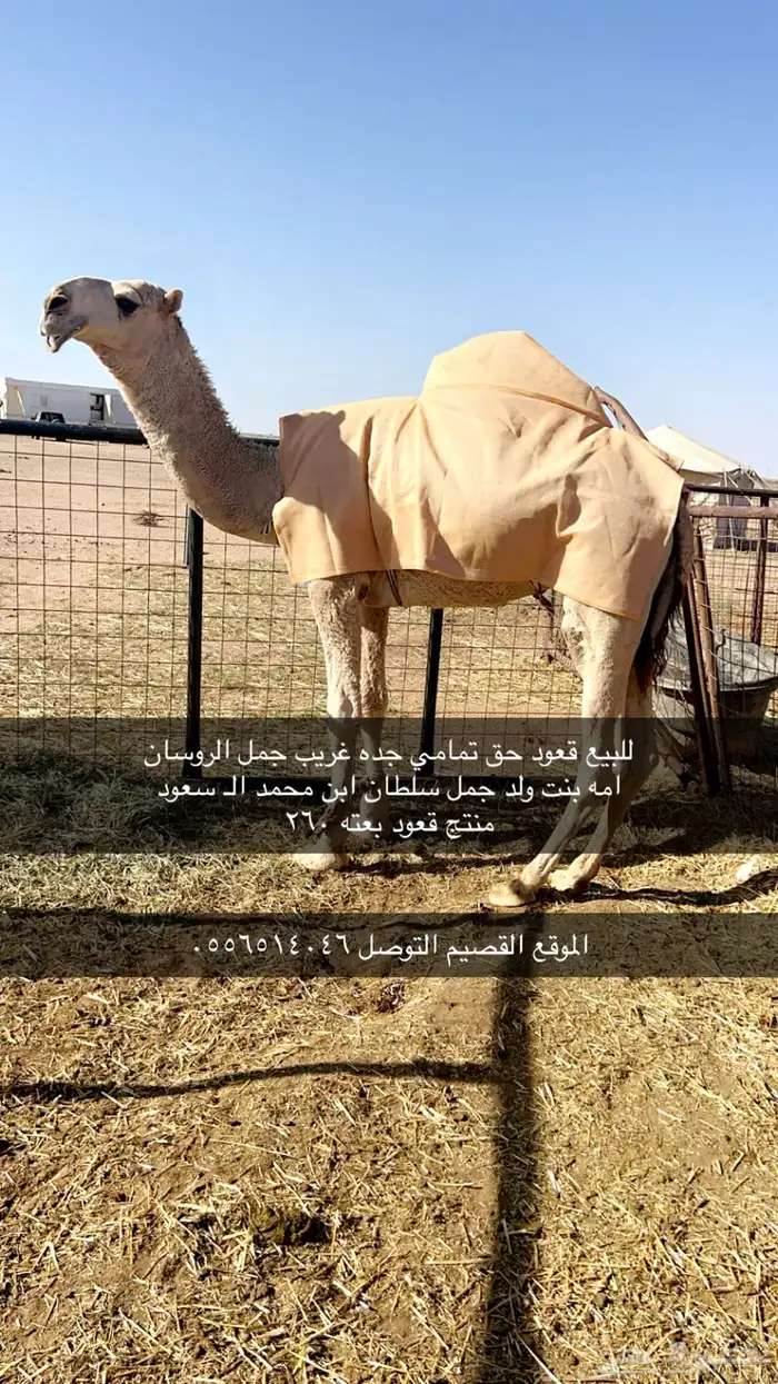 الشقه 0
