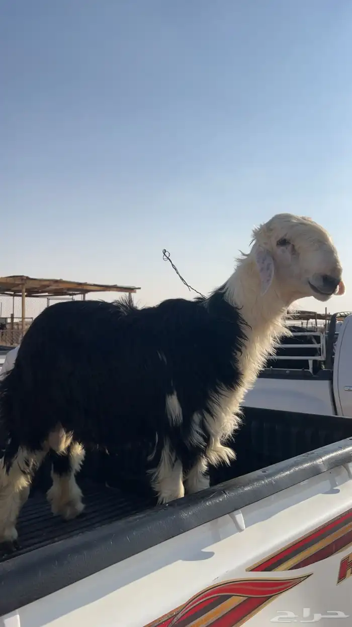 خروف وتيس شرط 0