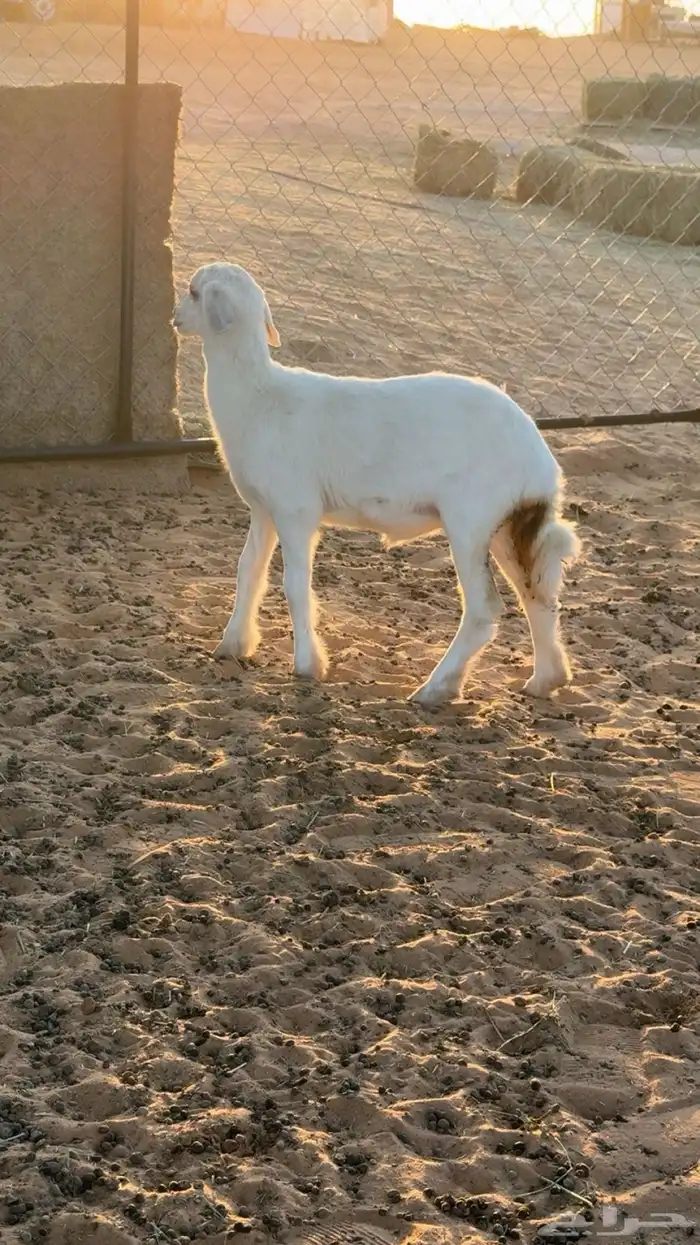 للبيع رخل ترضع 1