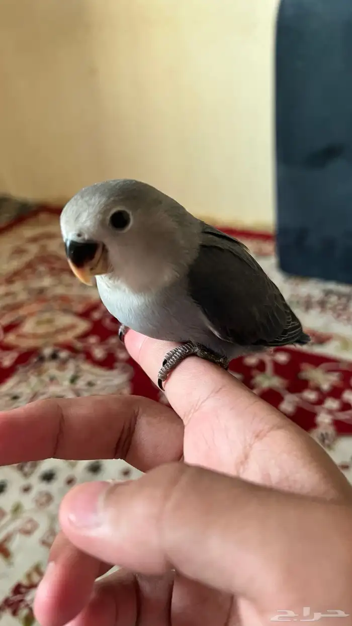 طير ببغاء روز اليف هدد نشششبه 1