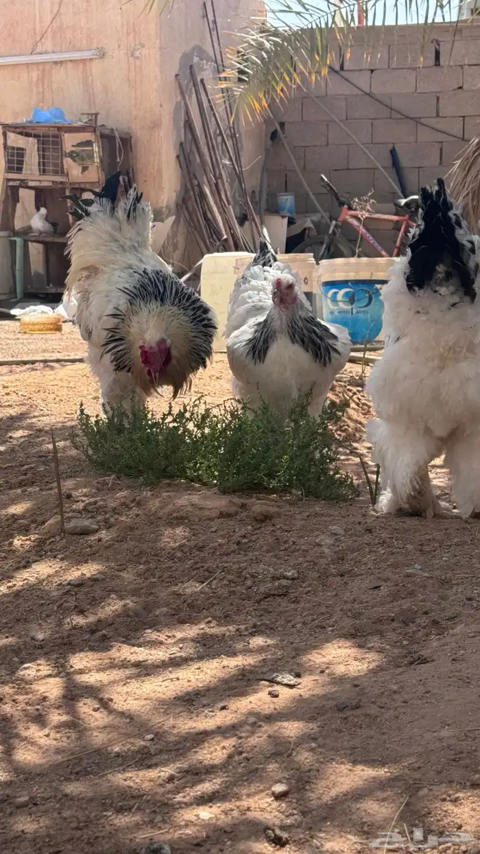 دجاج براهما فاخر 3