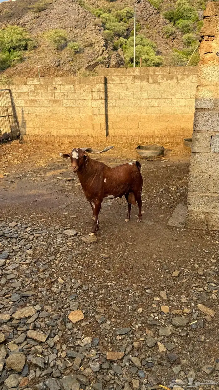 تيس فحل للبيع الموقع قنا 0