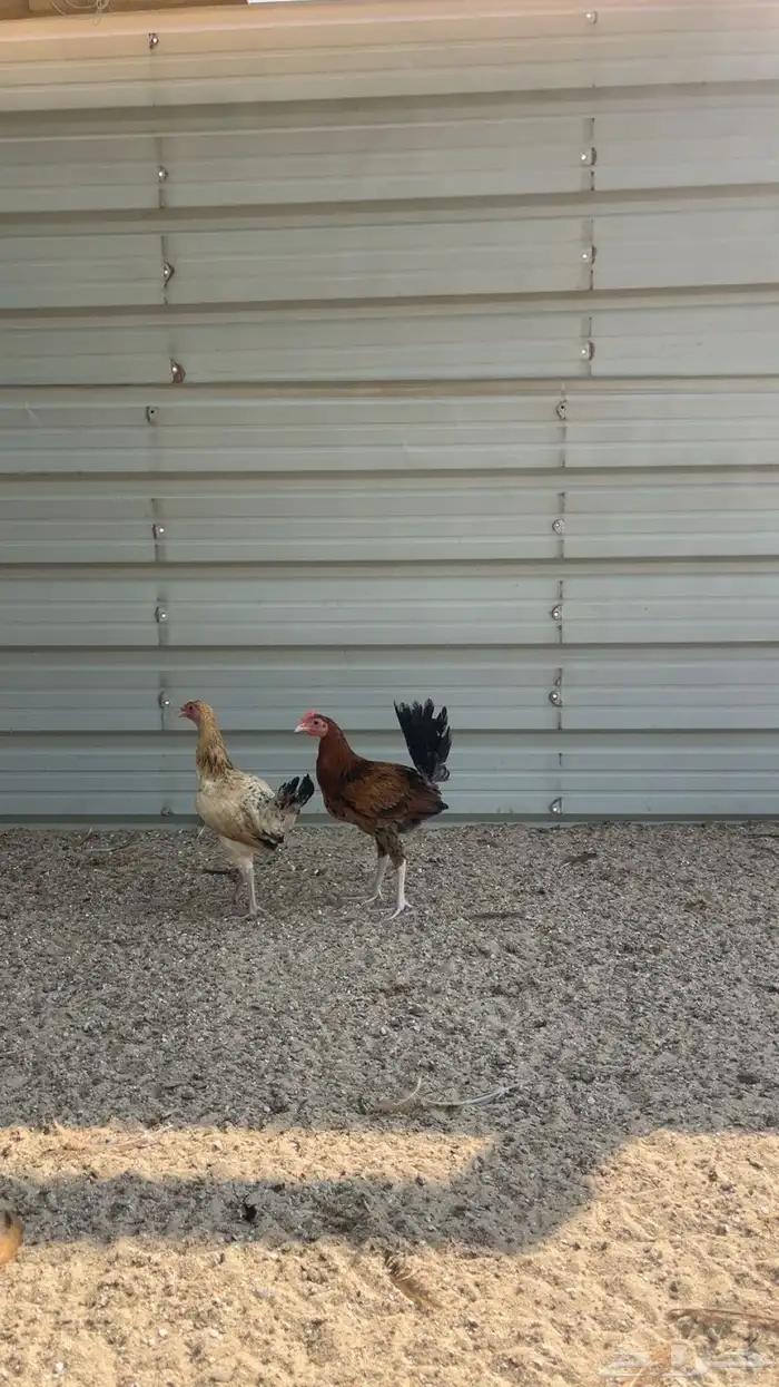 دجاج بلدي 1