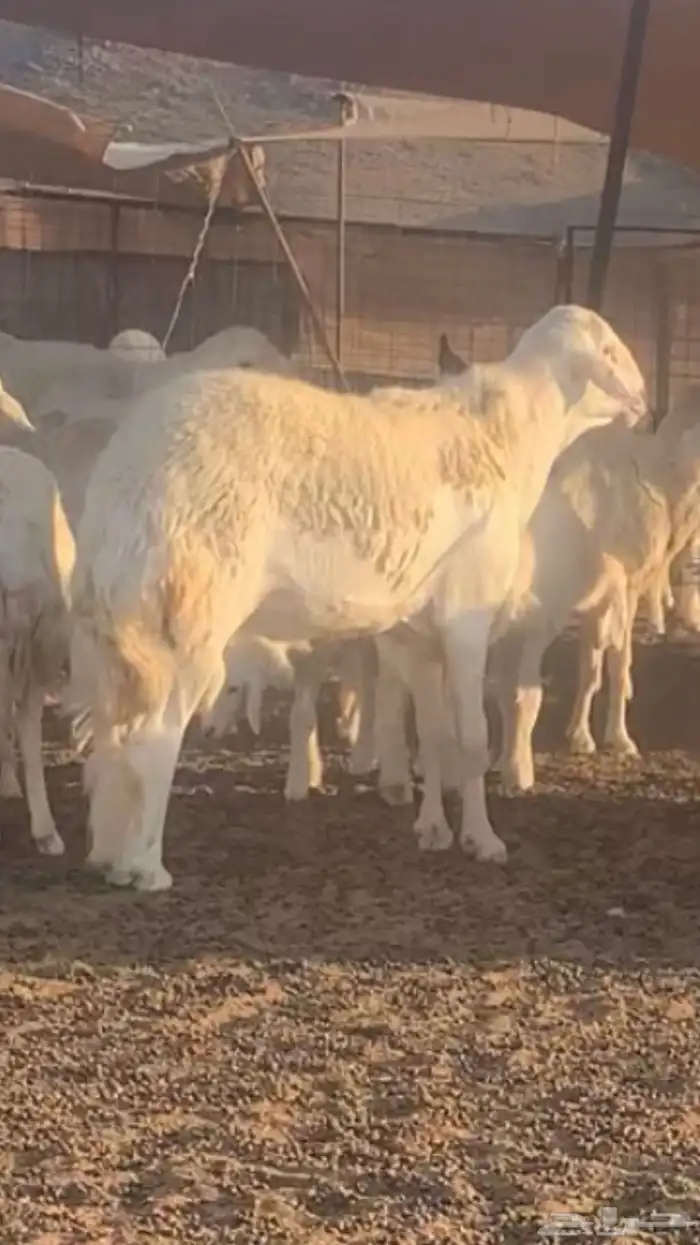 فحل حري أبرص منتج 7