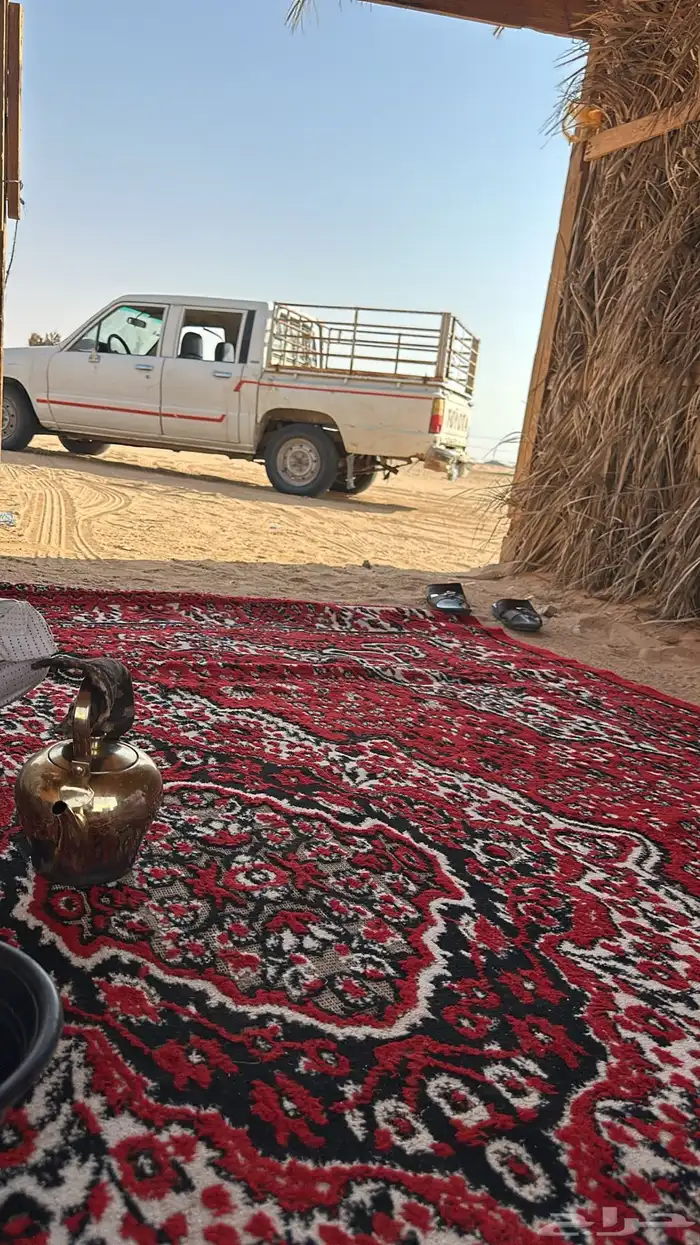 مطلوب بهم تربيه 0