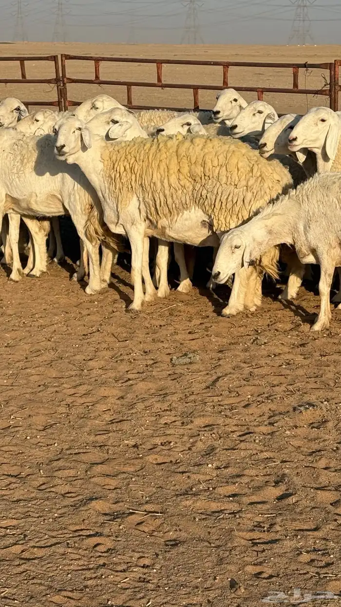 غنم حريات صنف مراح 6