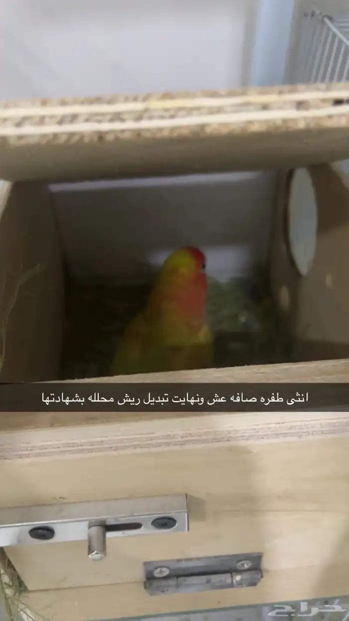 انثى روز طفره محلله منتجه 0
