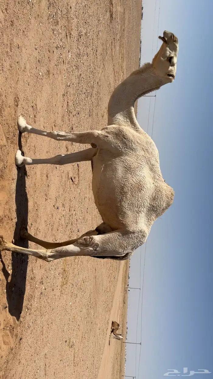 لقحه وضحا طيبه 4