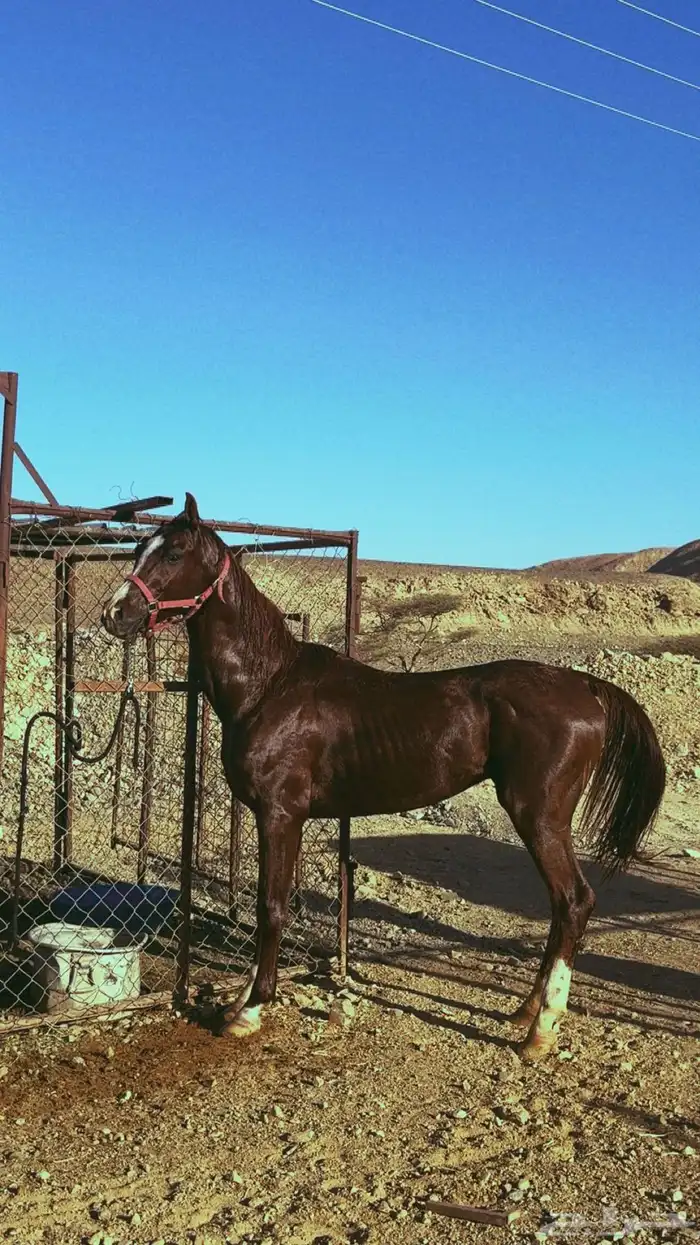 خيل 2