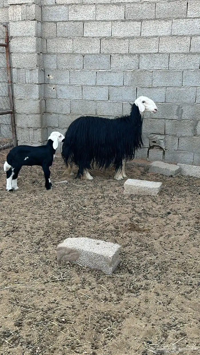 نجد عرضين 1