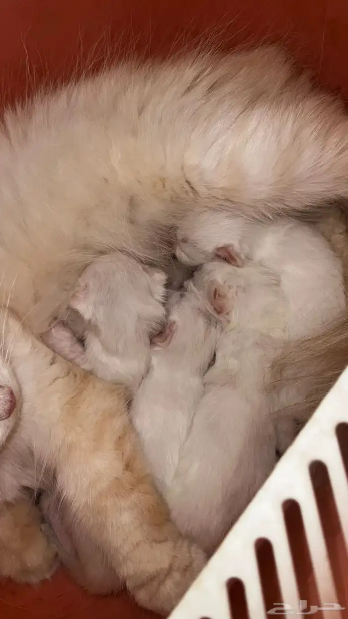 انتاج جديد مواليد1 10 2025 شيرازي مهجن لون ابيض عسلي 2