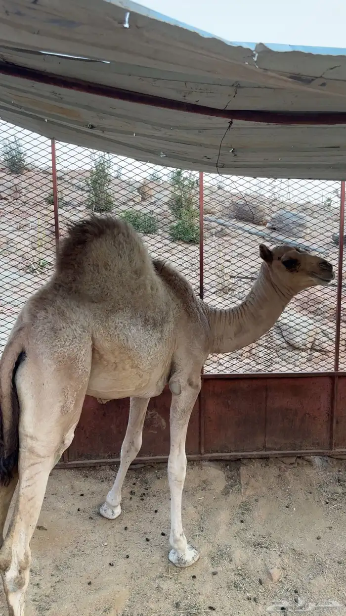 قعود حاشي 1