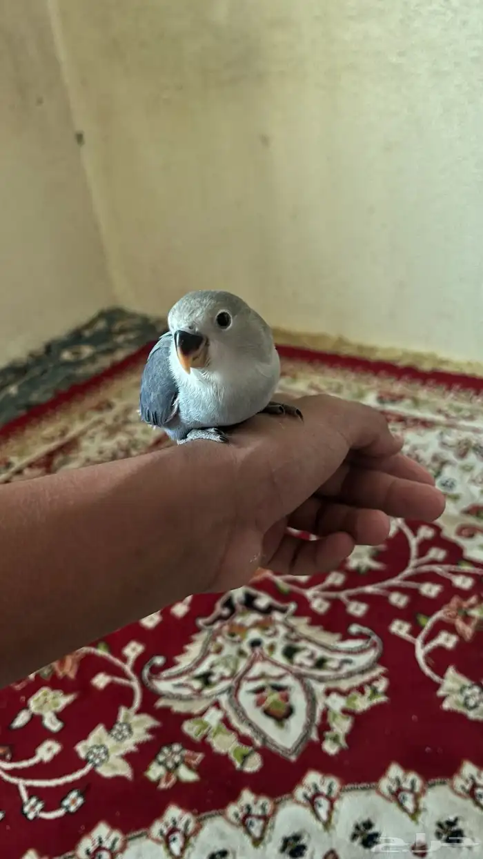 طير ببغاء روز اليف هدد نشششبه 4
