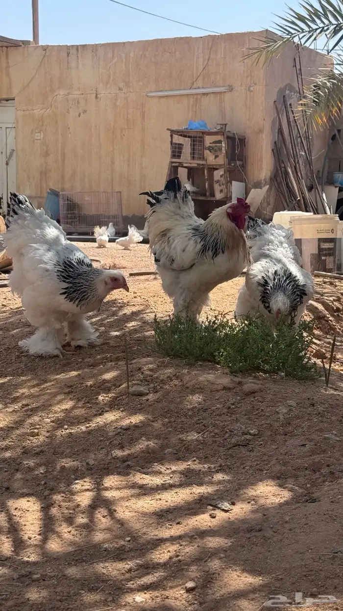 دجاج براهما فاخر 2