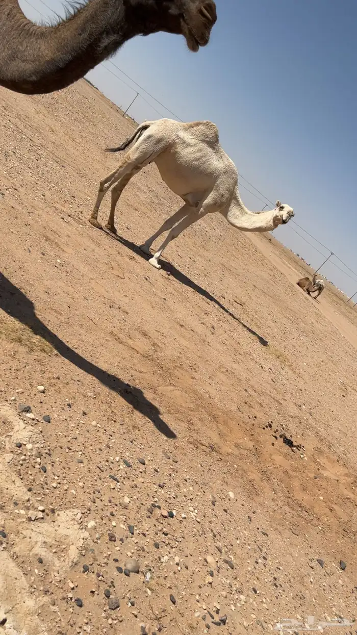 لقحه وضحا طيبه 1